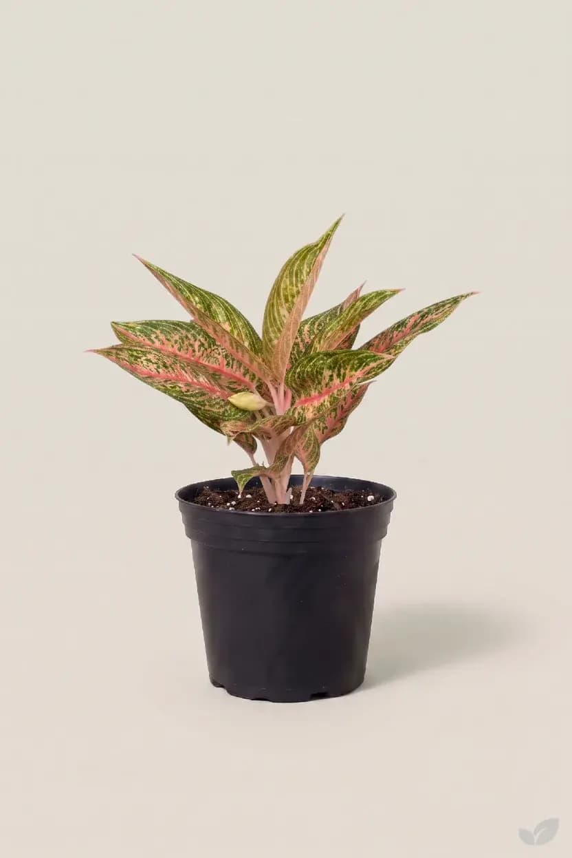Aglaonema