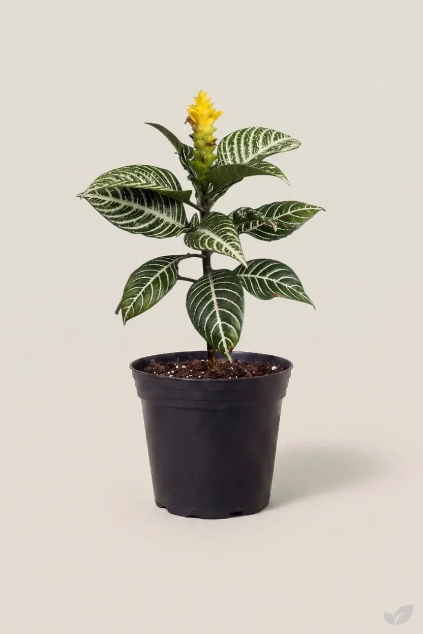 Afelandra