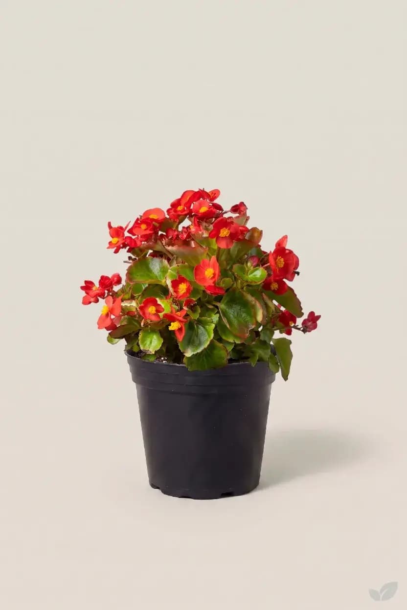 Begonia