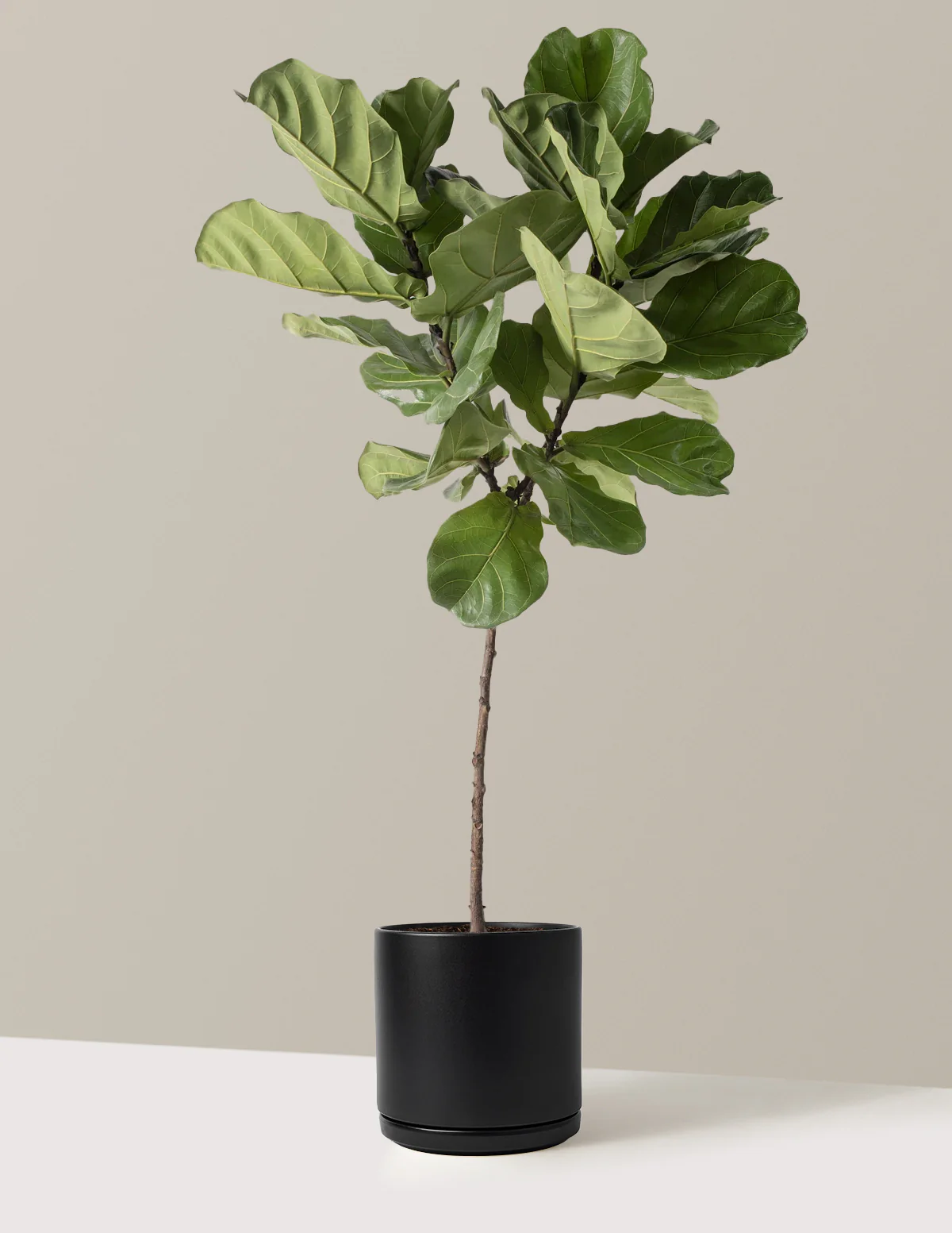 Plantas protagonistas