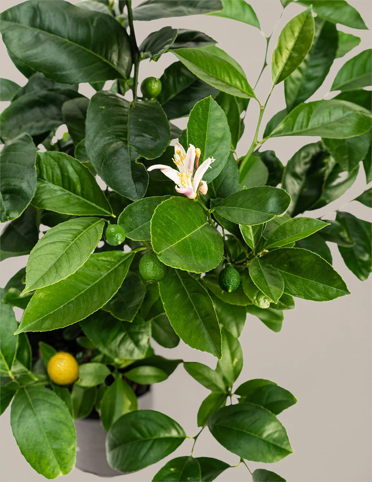 Rincón con plantas estilizado