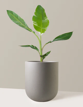 Plantas fáciles de cuidar